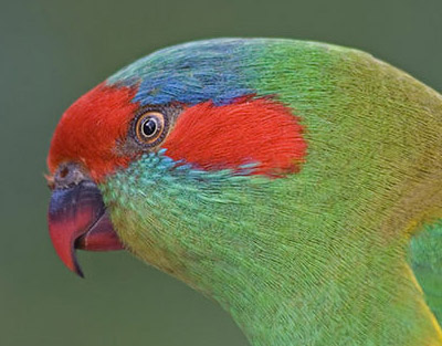 Glossopsitta concinna